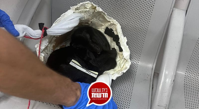 בחורה צעירה תושבת העיר נעצרה: הסתירה בתבנית המדמה בטן הריונית גדי שמת מחנק