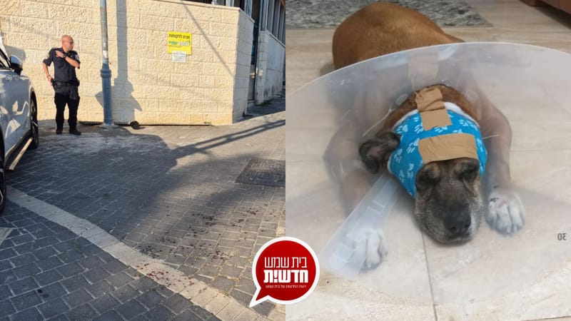 מקרה חריג אמש בעיר: אדם דקר כלב וגם את בעליו לעיני בת זוגתו באכזריות