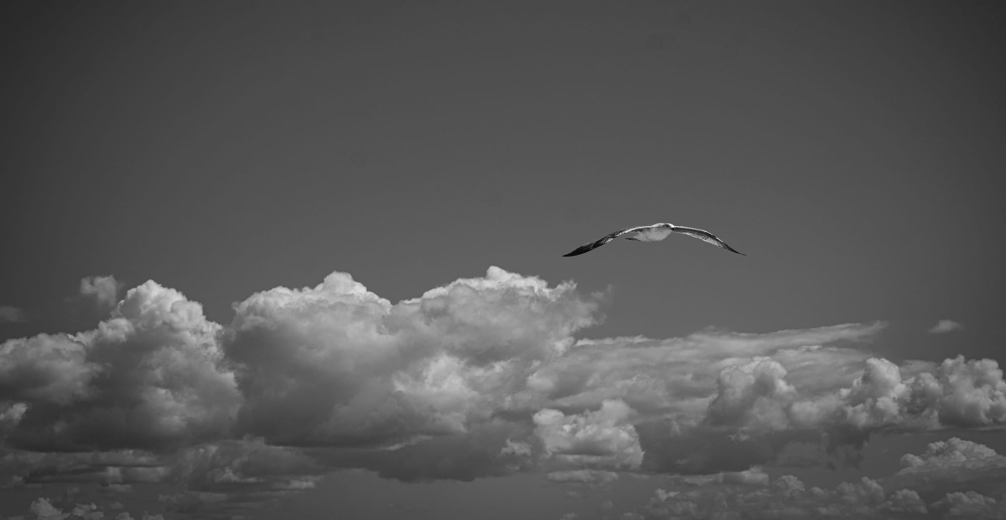 Fly