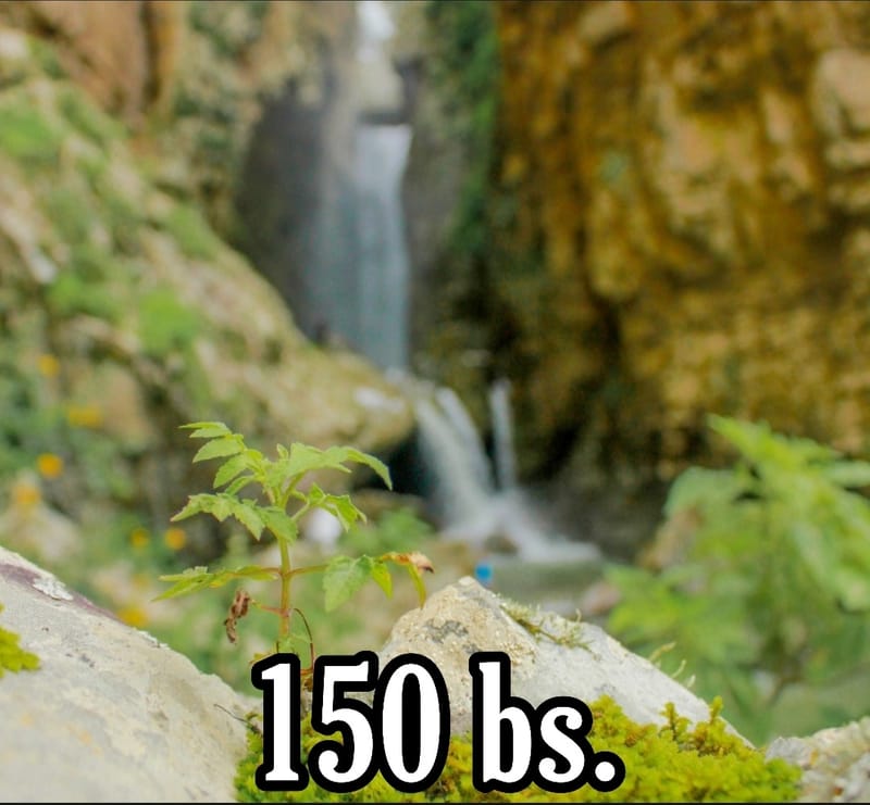 Paquete 2: Tierra de Méndez, cuna de maravillas