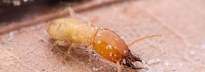 أفضل شركة مكافحة النمل الابيض بجدة