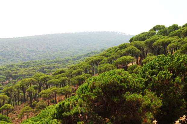 أشجار لبنان ترتعد خوفا وغاباته تبكي حزنا على حالها