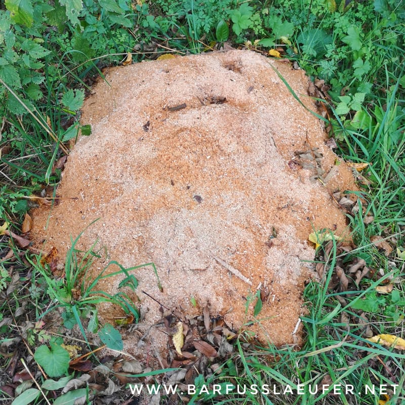 Des Rätsels Lösung