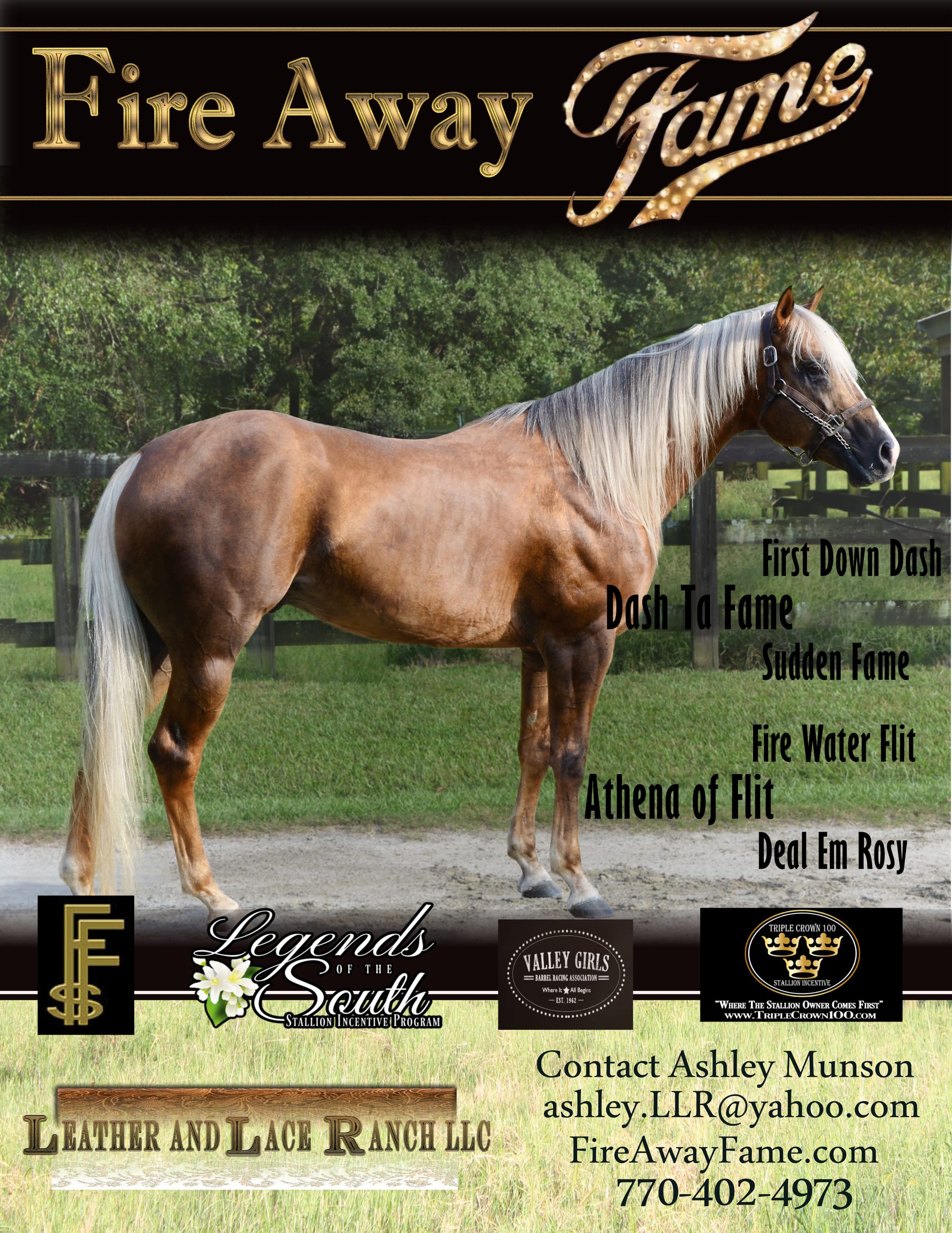 2017 Chocolate Palomino Stallion