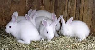 RABBIT PRODUCTION