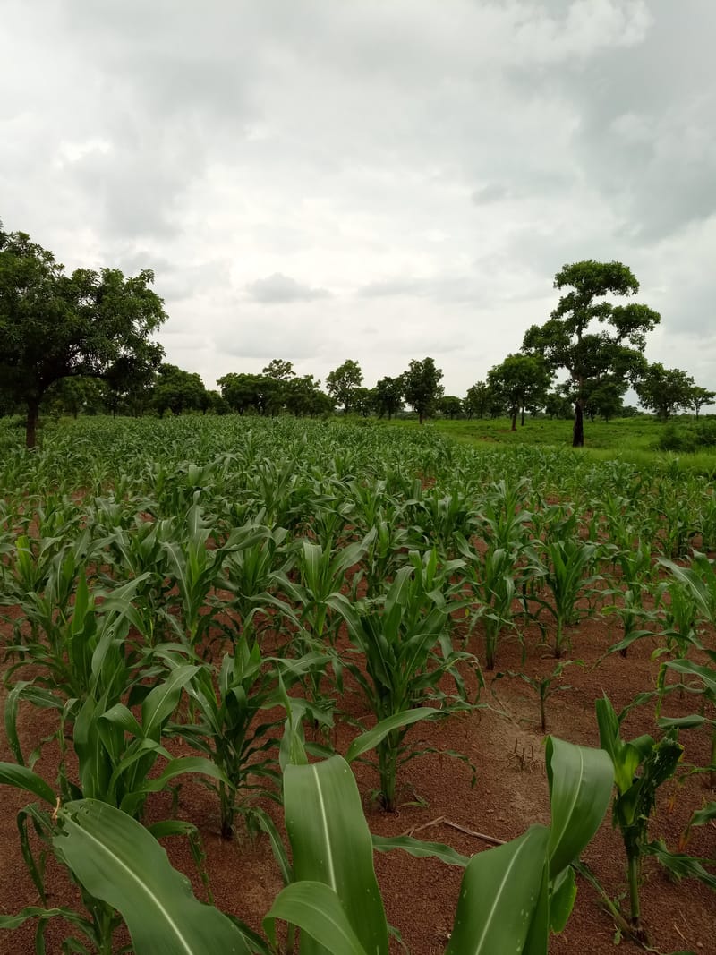 ORGANIC MAIZE PRODUCTION