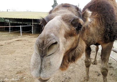 חיות מרחיבות -מכירות זאת גישה