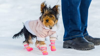 How To Safe Your Pets In Winter Season | Full Guide