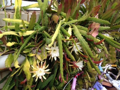 Gaea Gems born of Mother Earth image