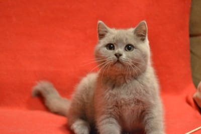 Cattery of british shorthair cat's "Amadeiro"