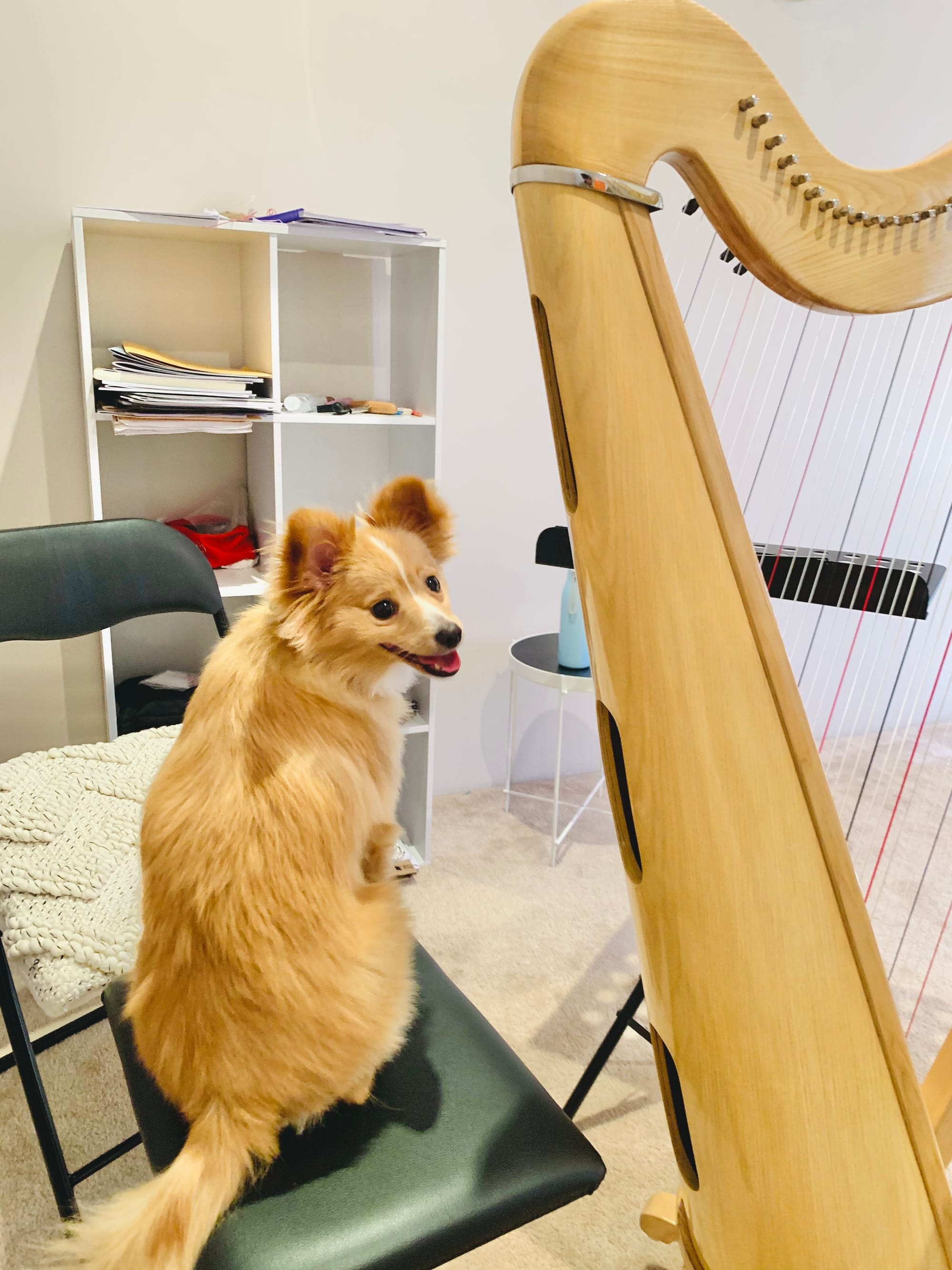 Studio Mascot Benji