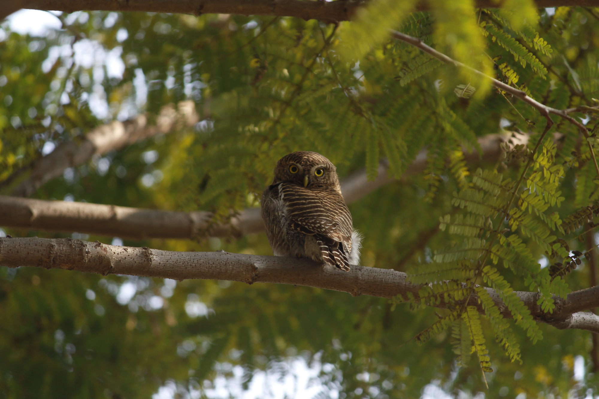 Non-Contagious Visitors of the Park in Dehra/ Manya Singh; Sweksha Gupta/ Issue 03