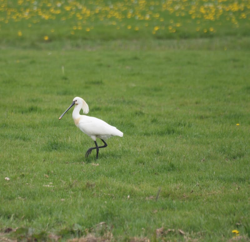 Natuurreservaat De Putten