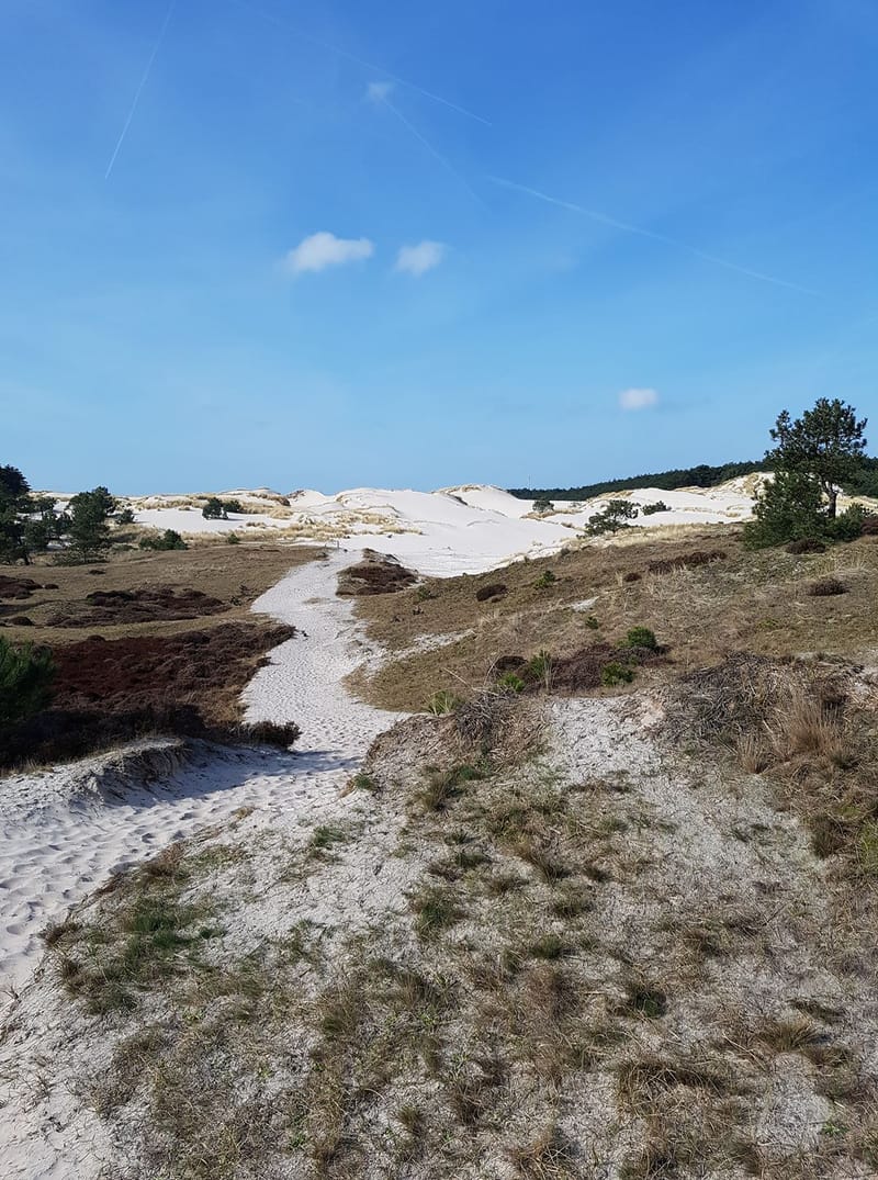 Schoorlse Duinen