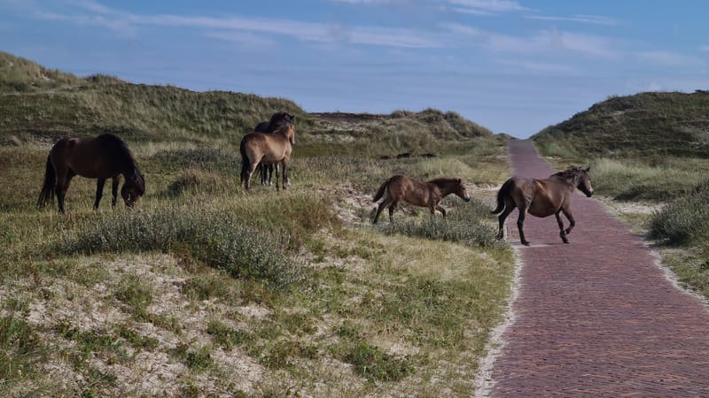 Noordhollands Duinreservaat