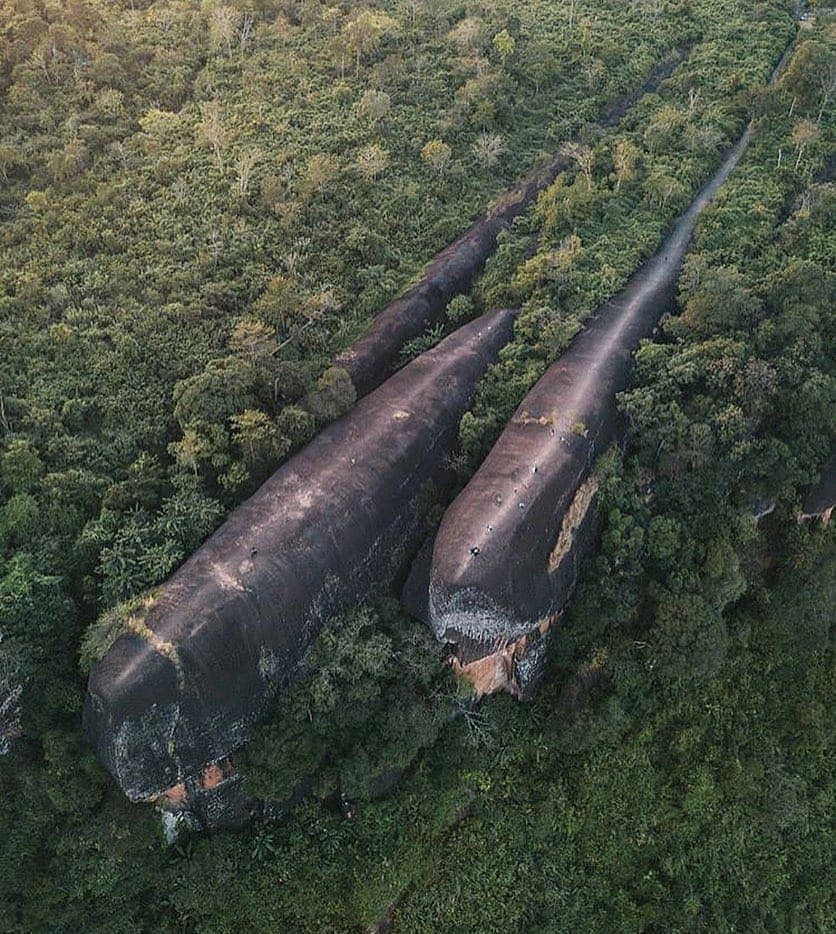 Three whale