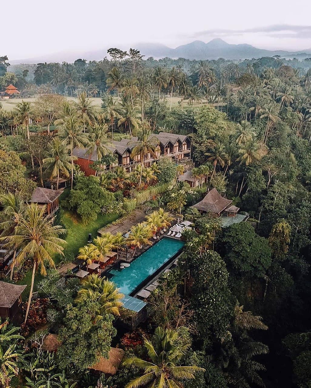 jungle fish pool bar