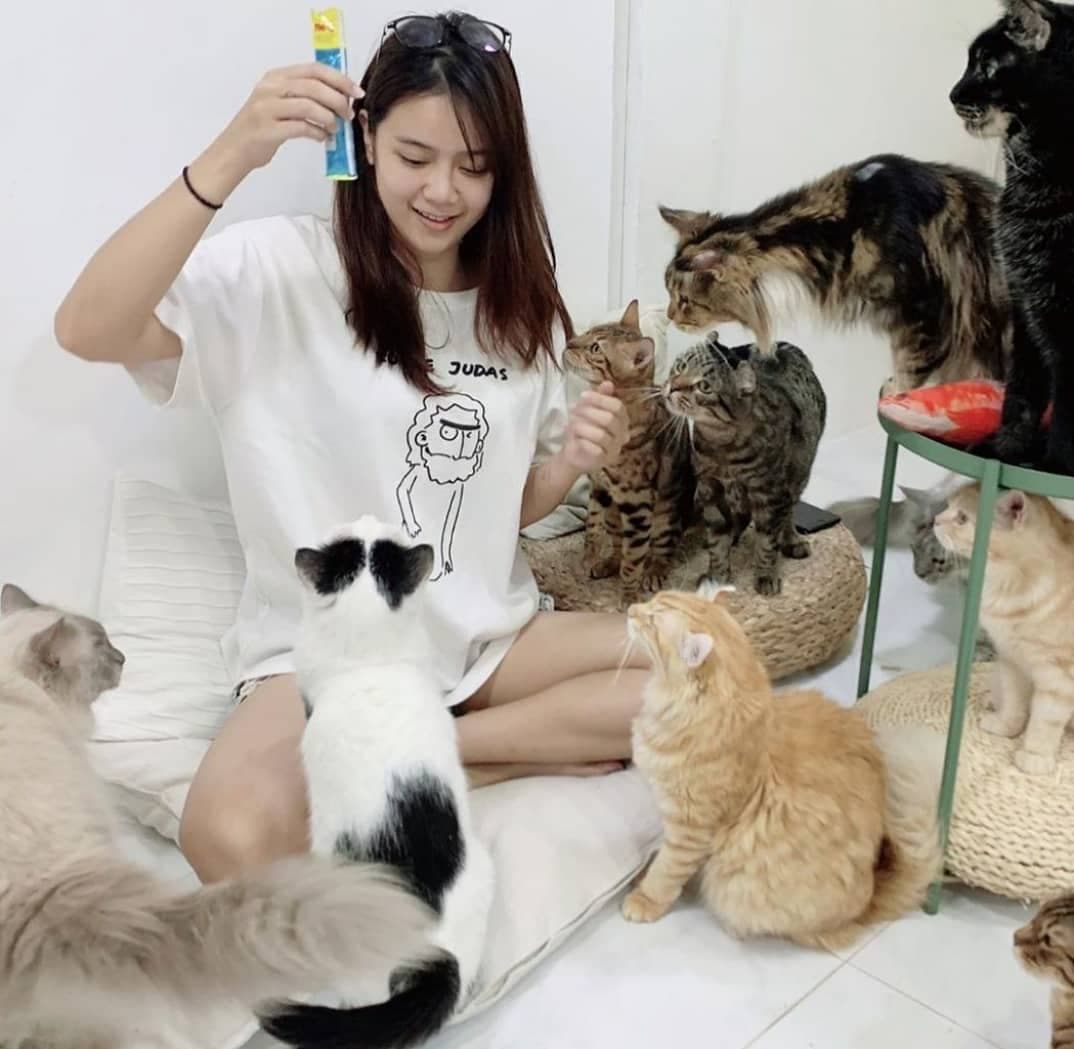 Cat cafe