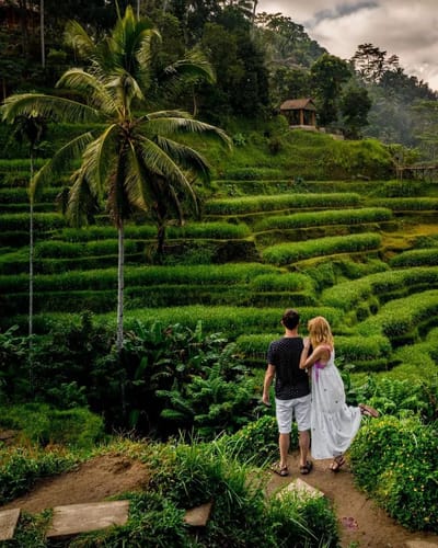 rice terrace bali