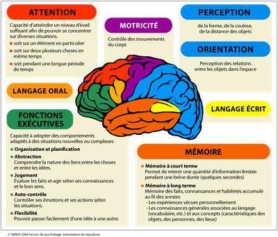 BILAN NEUROPSYCHOLOGIQUE image