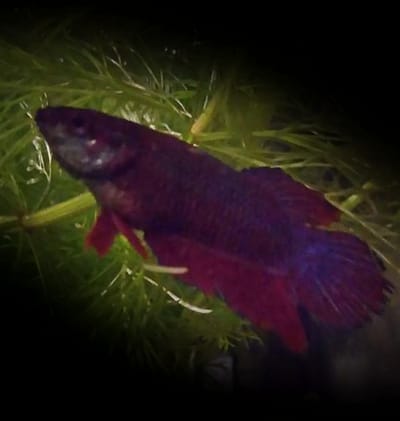 Történetünk image