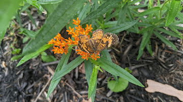 Pollination Project  image