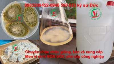 bán mốc sản xuất chao/mốc mucor Elegent/shelegent image