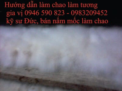 bán mốc sản xuất chao/mốc mucor Elegent/shelegent image
