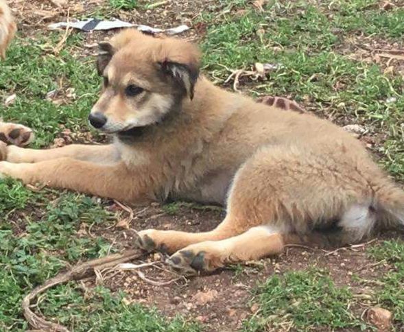 TEDDY, FELICEMENTE ADOTTATO A ROVELLASCA