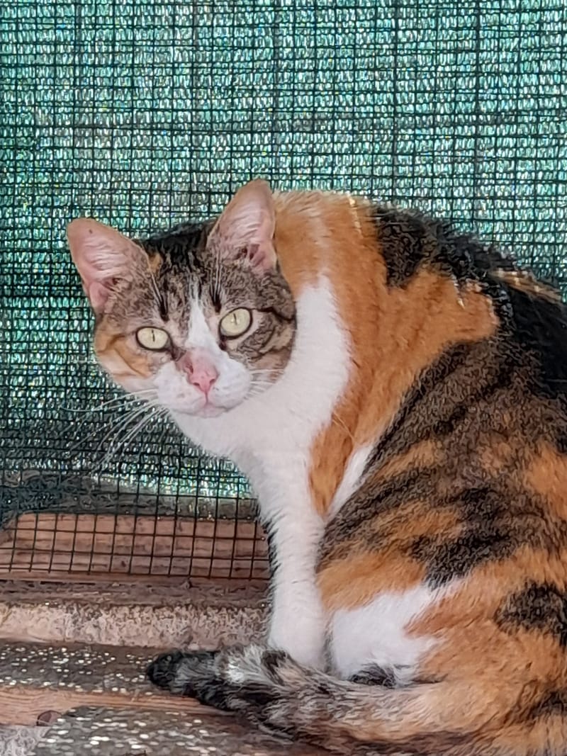 PILUCCHINA, FELICEMENTE ADOTTATA A CASTELLO DELL'ACQUA