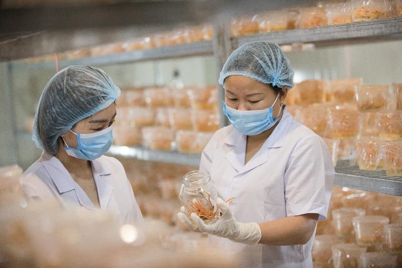 Kỹ thuật trồng nấm đông trùng hạ thảo