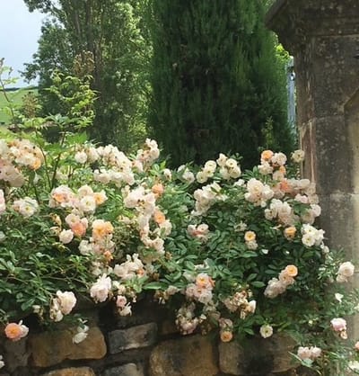 ENTOURÉS DE CINQ CENTS ROSIERS ANCIENS image