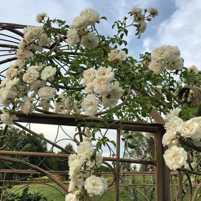 ENTOURÉS DE CINQ CENTS ROSIERS ANCIENS image