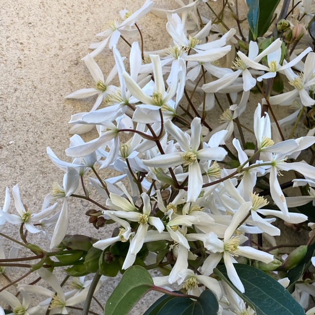CLEMATITES