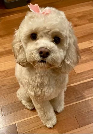 M & K Cockapoos of MS