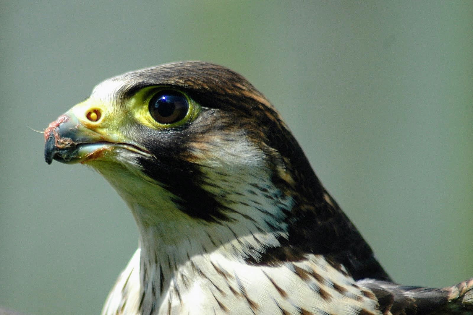 Peregrine