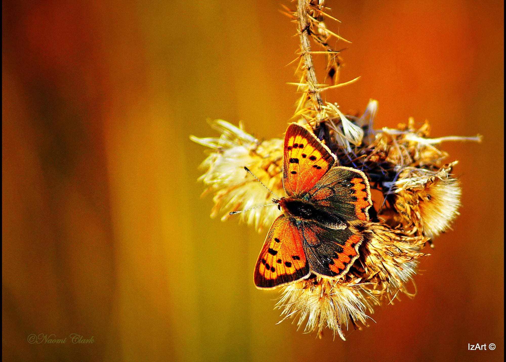 Moth