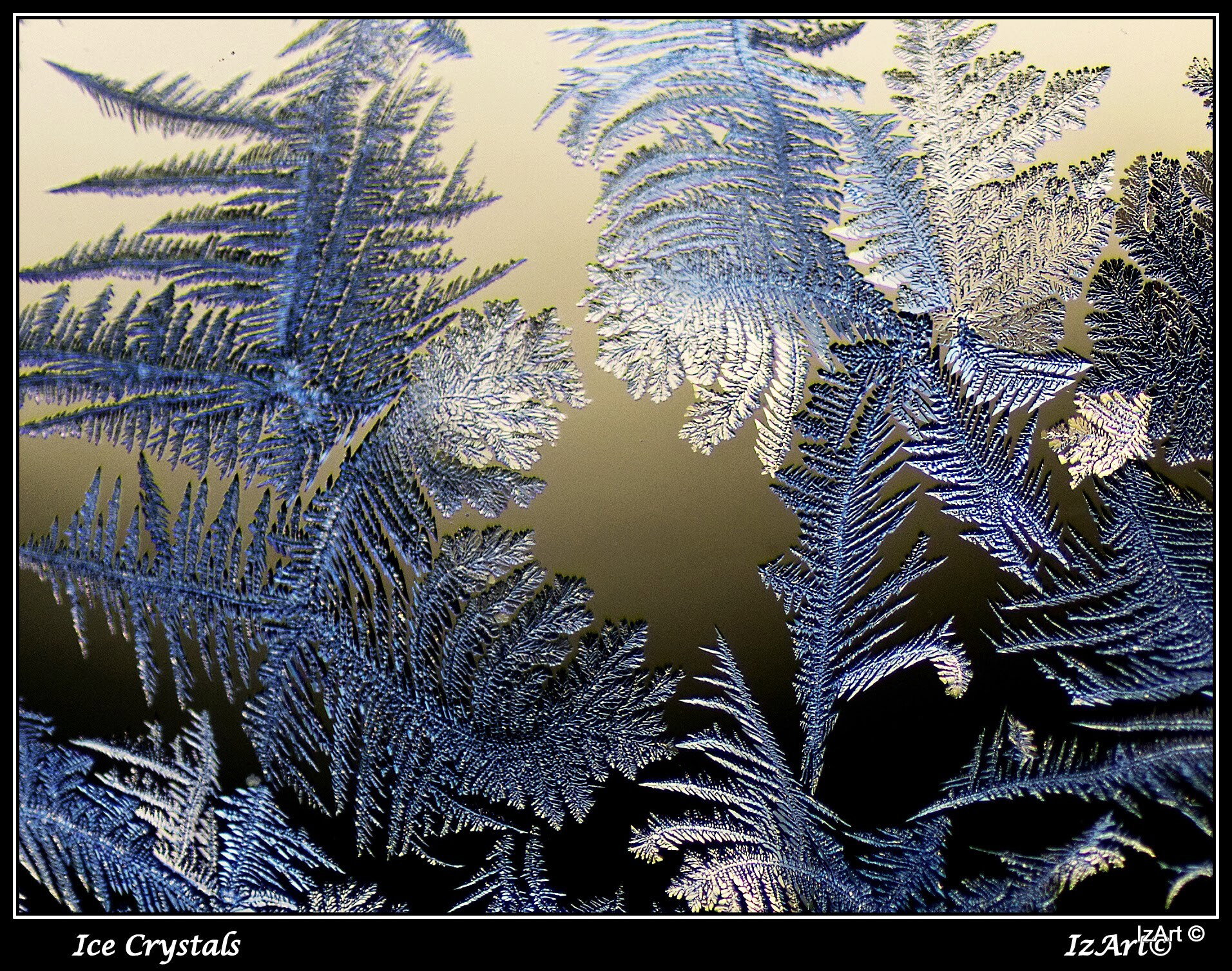 Ice Crystals - Hoar Frost