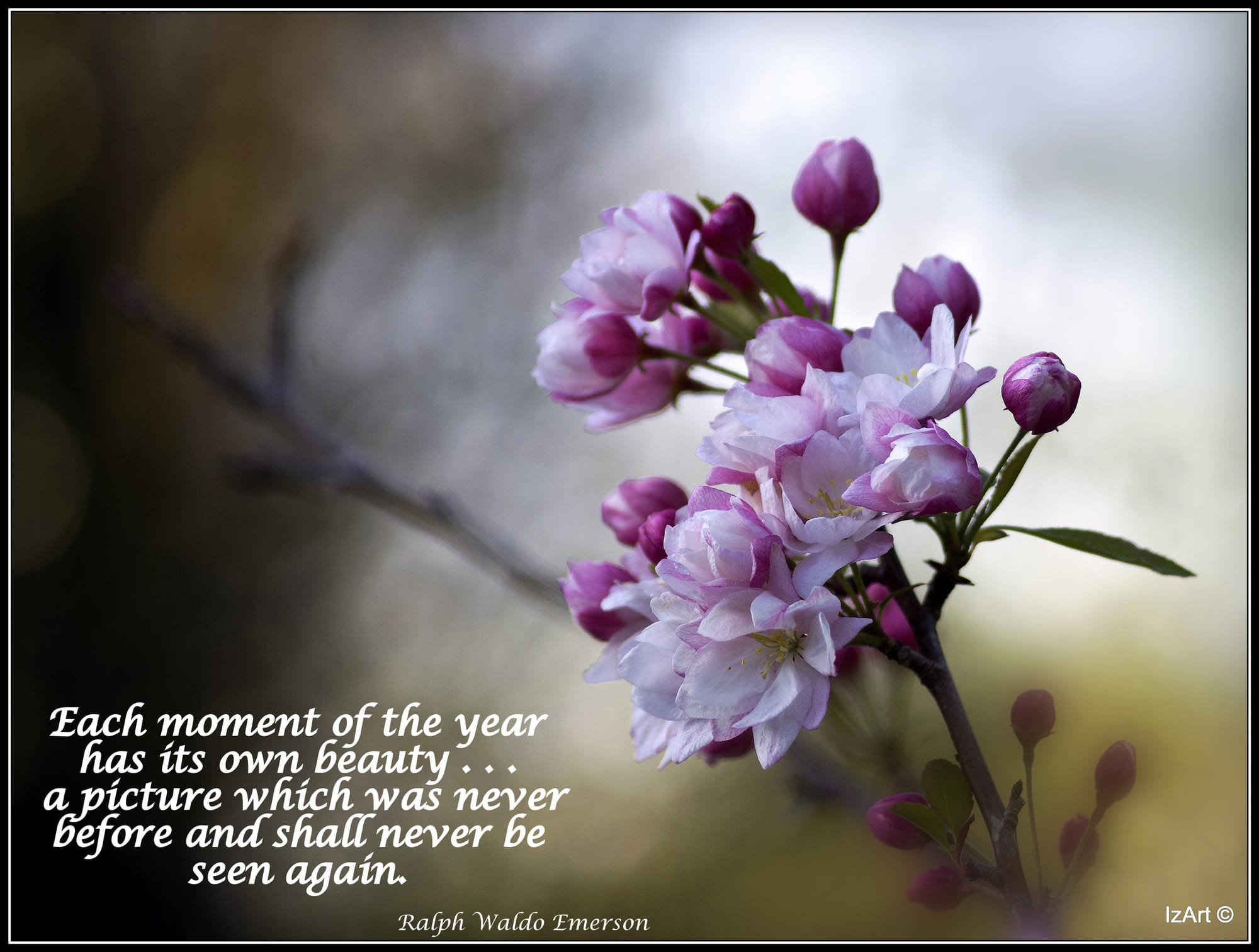 Cherry Blossom