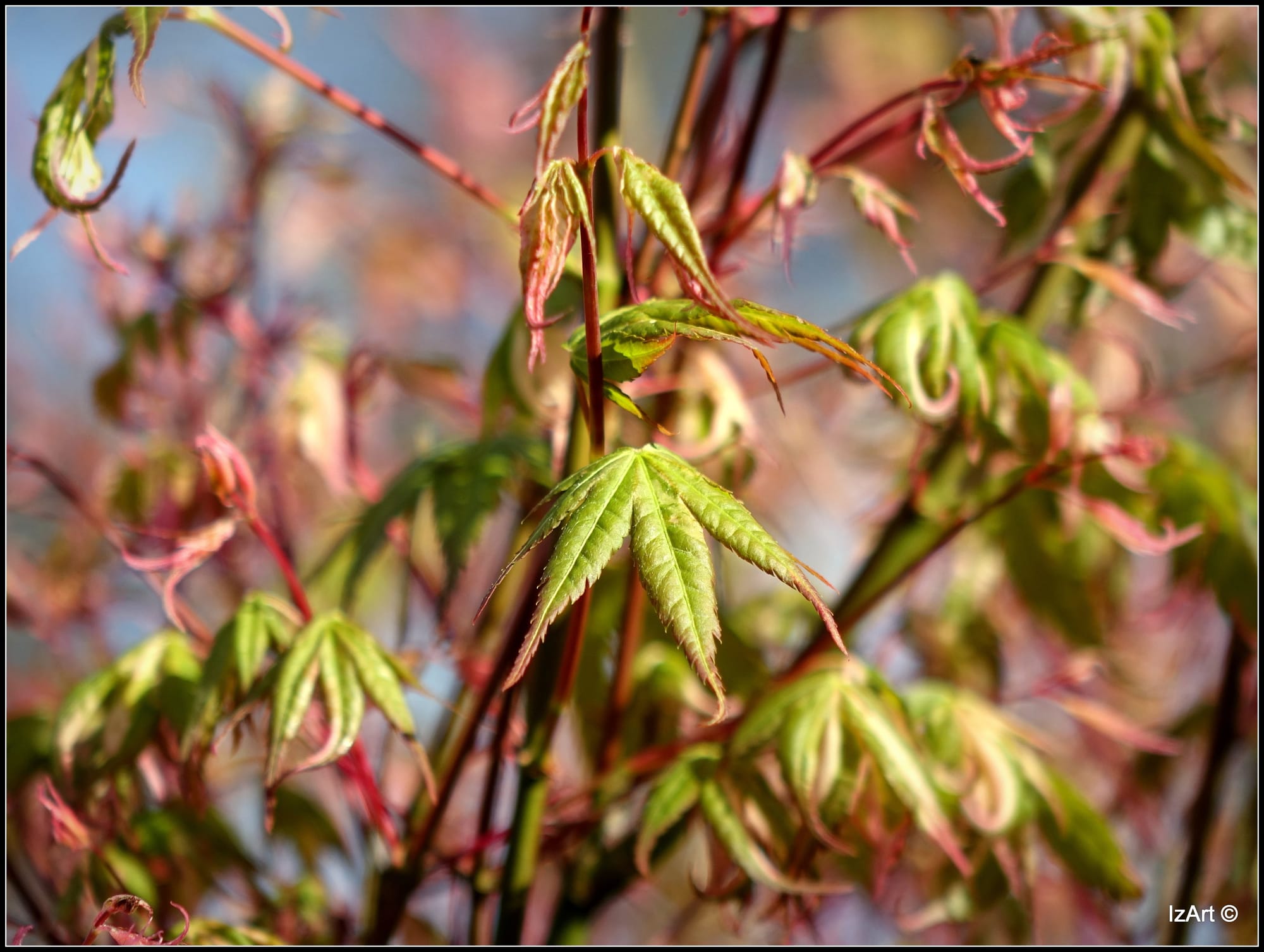 Spring Renews