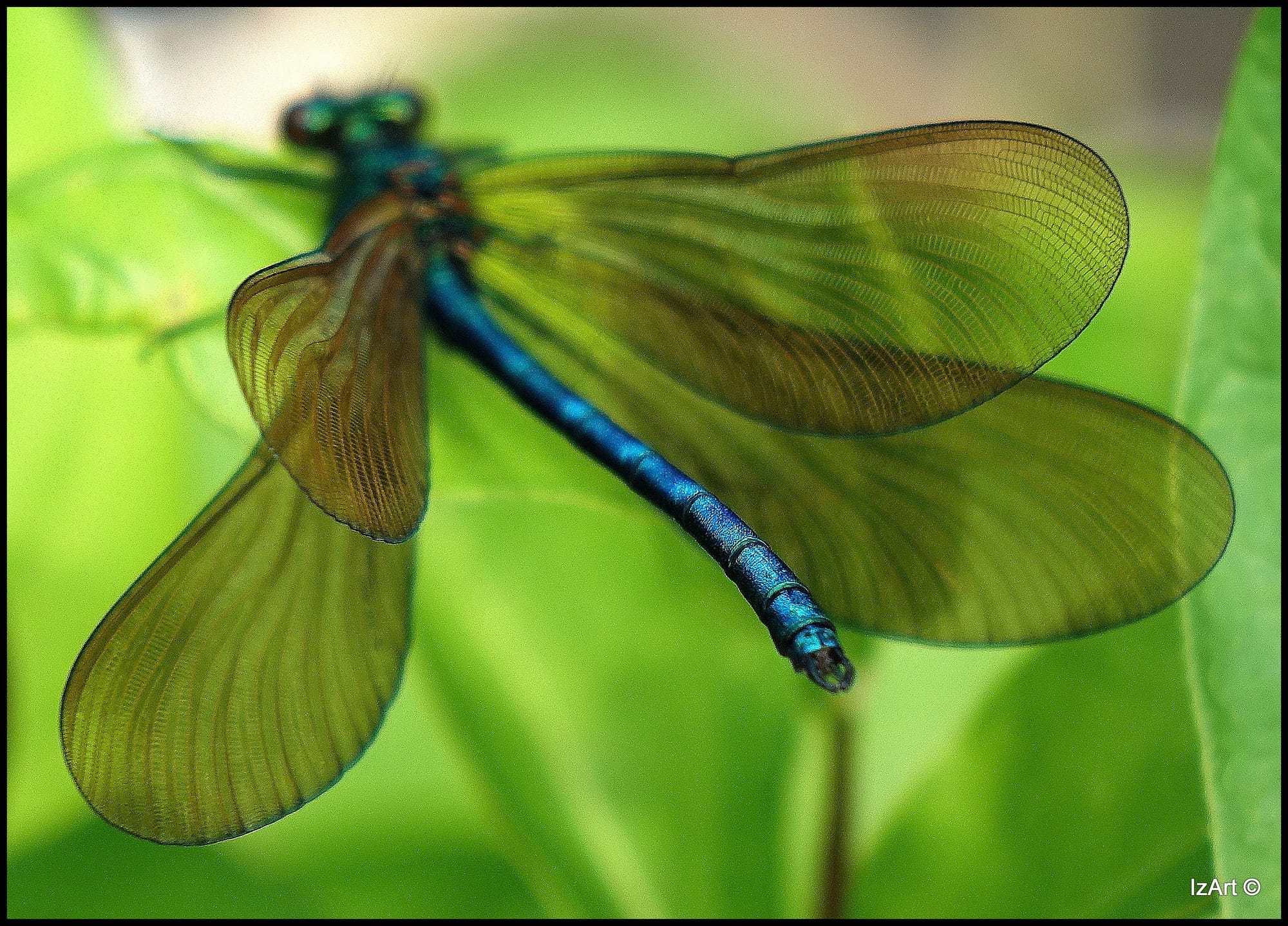Damselfly