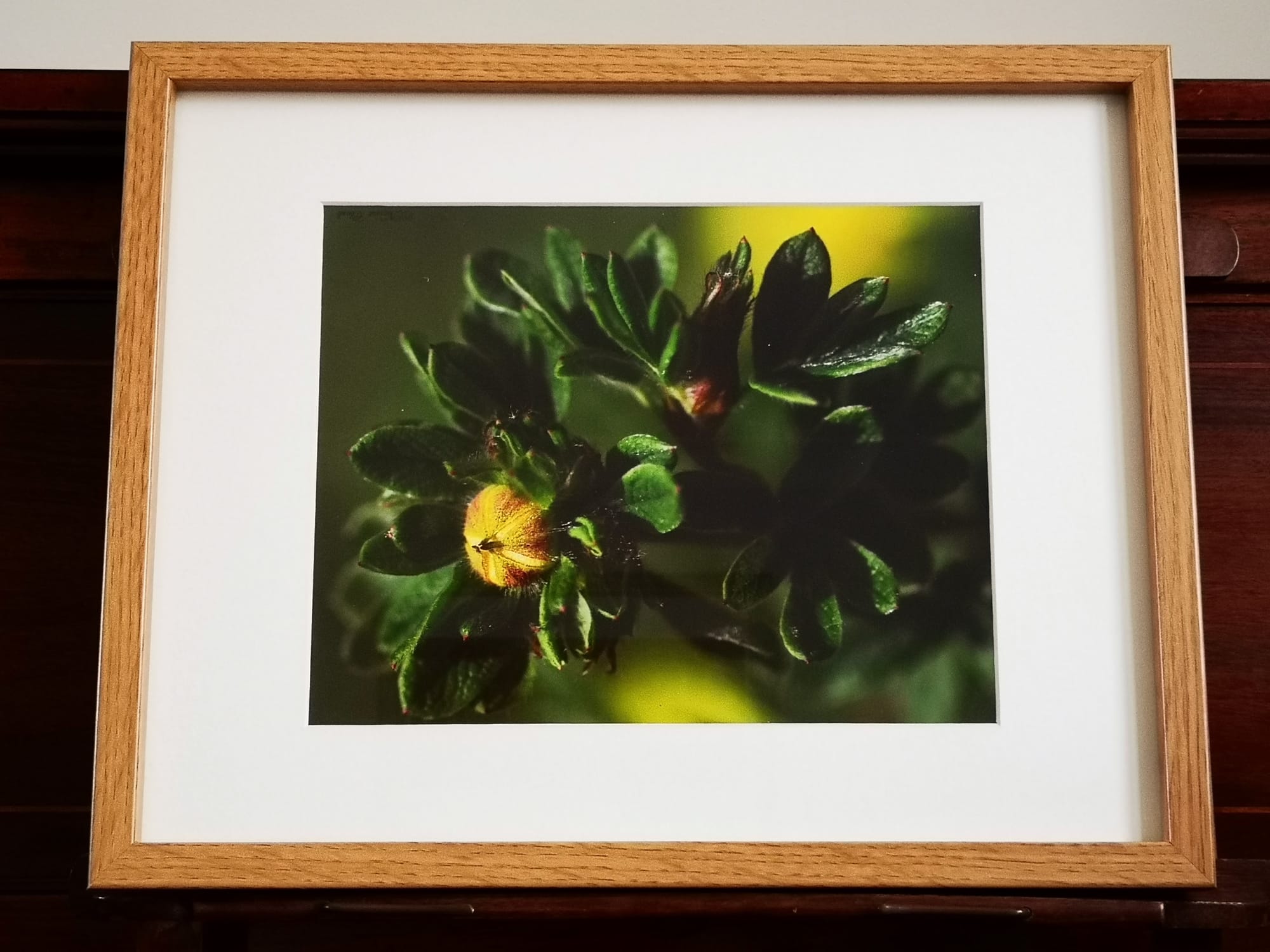 “YELLOW BUDS” £17.50. ©