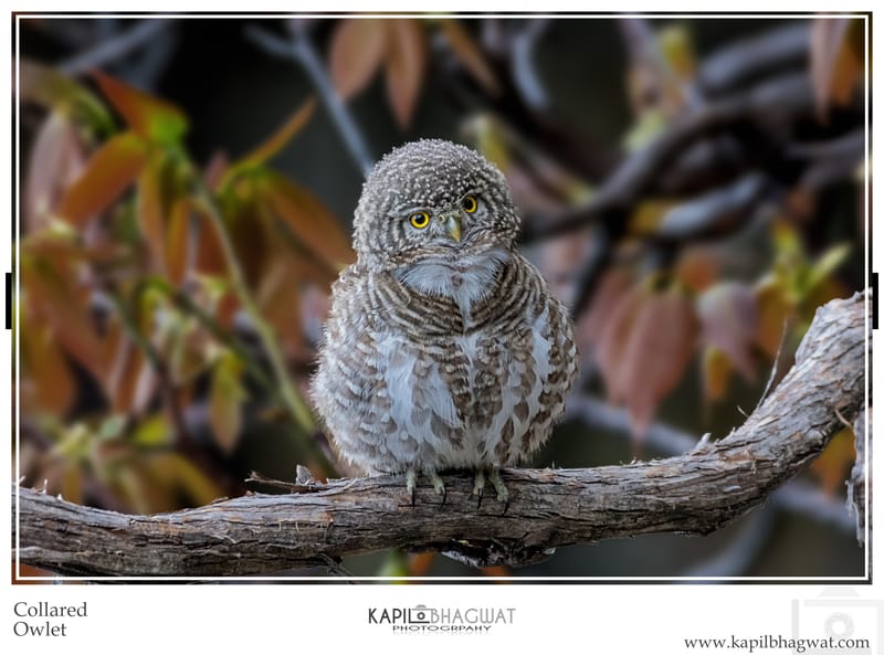 -[  Birds of Prey  ]-