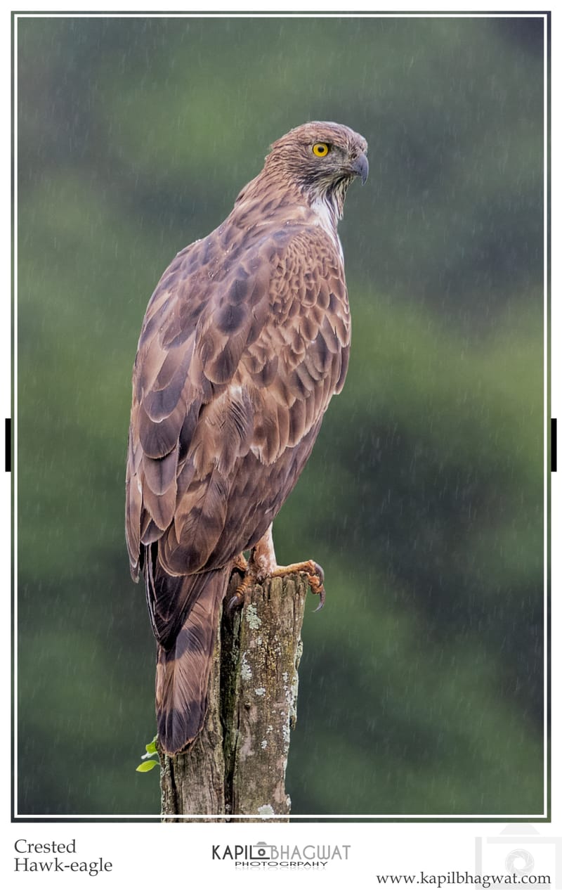 -[  Birds of Prey  ]-