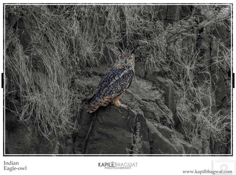 -[  Birds of Prey  ]-