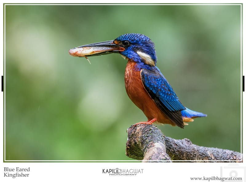 -[  Melodic Feathered Maestros  ]-