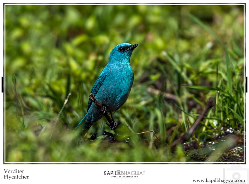 -[  Melodic Feathered Maestros  ]-