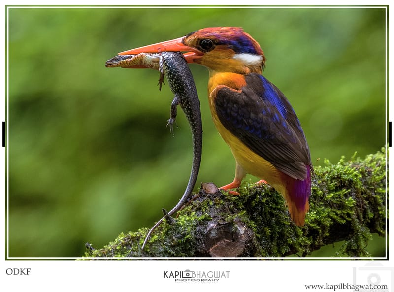 -[  Melodic Feathered Maestros  ]-