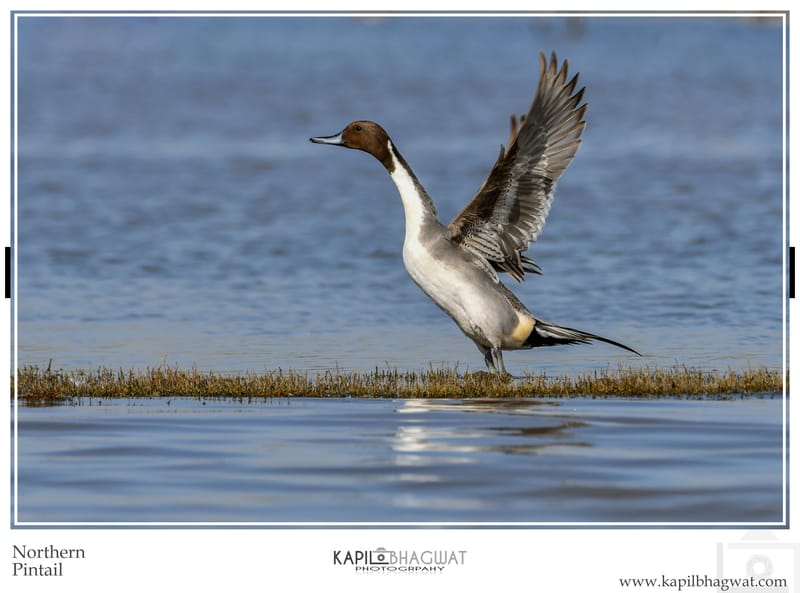 -[  Aquatic Avian Beauties  ]-