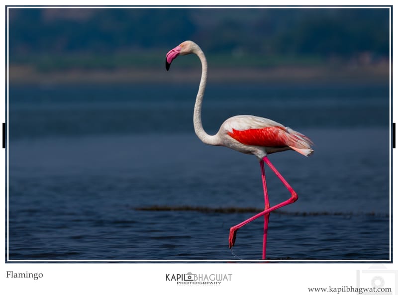 -[  Aquatic Avian Beauties  ]-